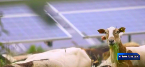 Electric Sheep: How solar companies are collaborating with farmers
